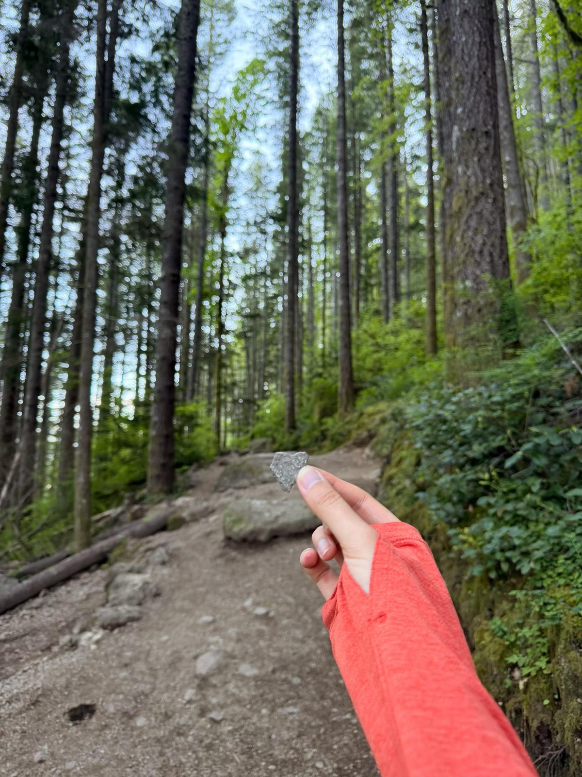 A forest trail outside Seattle